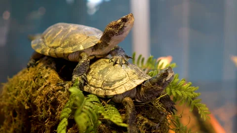 Two young turtles Stock Footage 97225777
