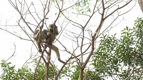 Two young Vervet monkeys jumping and playing in the treetops, Kruger National Stock Footage 338168681