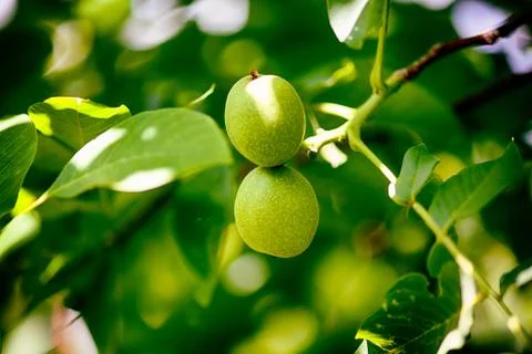 Two young walnuts growing on the tree. Stock Photos