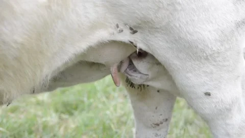 Two young white calves suckling Stock Footage 236751625