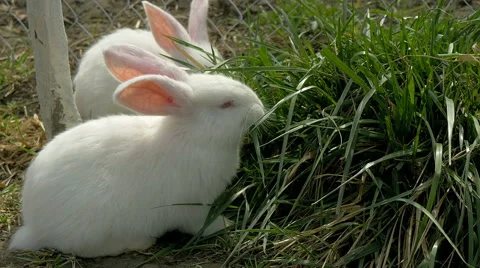 Two young white rabbits eating grass Video stock 62265272