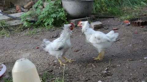 Two young white roosters fighting Video stock 202610792