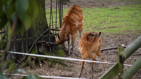 Two young white-tailed deer (or fallow deer) in Krakow zoo 스톡 동영상 127002607