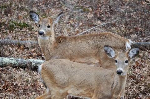 Two Young Whitetail Deer Looking Away Fotos Stock