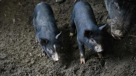 Two young wild black piglets in a muddy sty Stock Photos