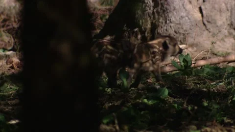 Two young wild boar piglets playing Stock Footage 321883280
