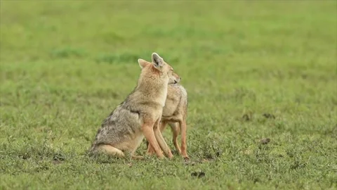 Two young wild Coyotes grooming in Tanzania grassland 스톡 동영상 291625346