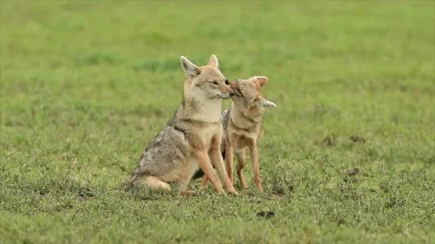 Two young wild Coyotes grooming in Tanzania grassland Stock Footage 291625470