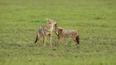 Two young wild Coyotes grooming in Tanzania grassland Stock-Footage 297536344