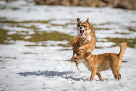 Two Young Wild Foto stock