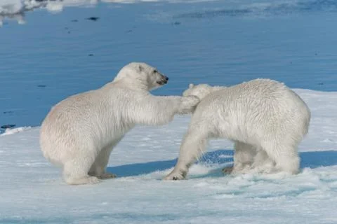 Two young wild polar bear cubs playing on pack ice in Arctic sea 写真素材