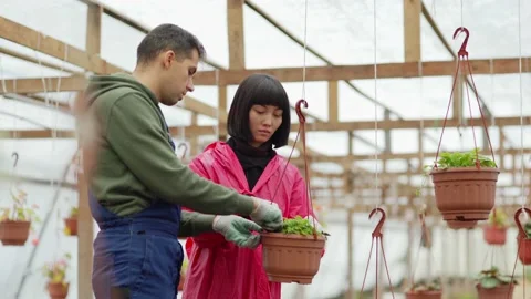 Two young workers caring for potted plant in glasshouse Stock Footage 142405640