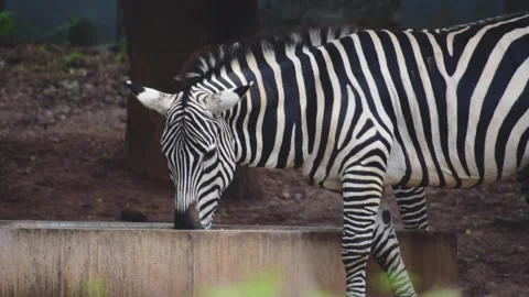 Two young zebras eating. High quality footage. Stock Footage 341344577