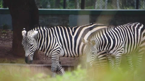Two young zebras side by side, a charming duo in the Bannerghatta zoo. Stock Footage 341344624