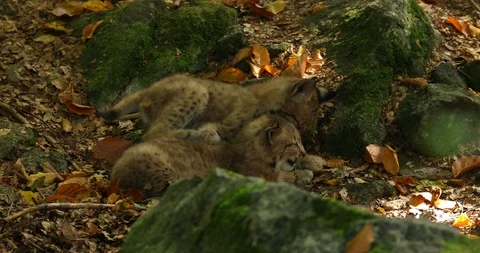 Two youngs of Lynx playing in the forest. 스톡 동영상 86172217