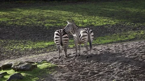 Two Zebra Biting Each Other on the Neck Stock Footage 339085979