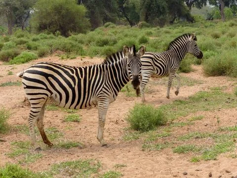 Two Zebra Close Up with One Looking at the Camera, South Africa Stock-Fotos