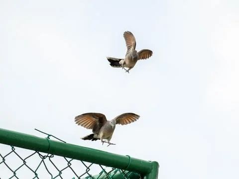 Two Zebra Doves are in dynamic mid-flight, descending with wings and spread Stock Photos