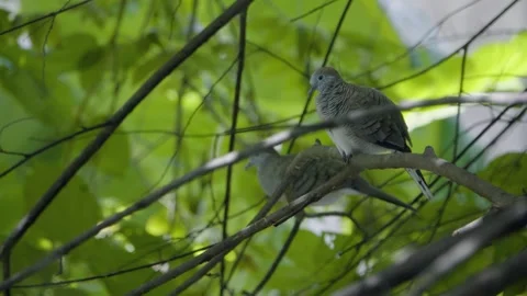 Two zebra doves on a branch, one closer to camera flying away Stock Footage 339314846