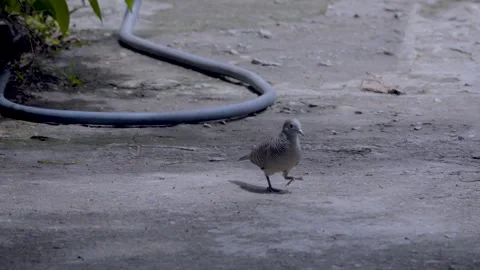 Two zebra doves foraging together on concrete floor Stock Footage 339314439