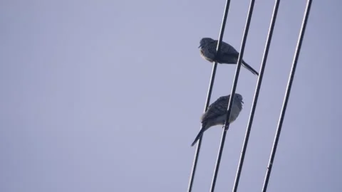 Two zebra doves perched and moving slightly on power lines Video stock 339315033