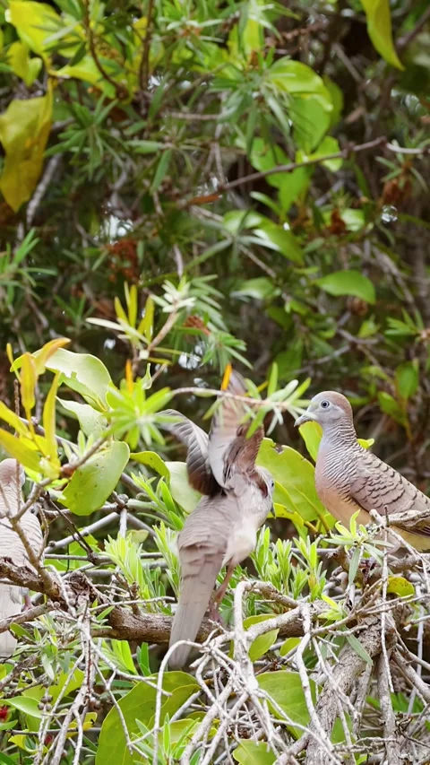 Two Zebra Doves Perched on Tropical Tree Branches in Thailand Stock Footage 340305394