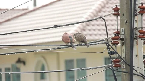 Two Zebra Doves Resting And Cleaning Feathers On Electric Cable In The Rainy Day Video stock 77528500