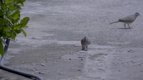 Two zebra doves walking and foraging on a concrete pavement Video stock 339314479