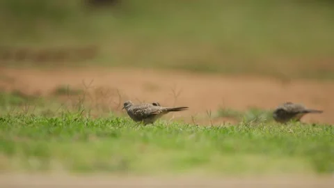 Two zebra doves walking on a grassy field with a blurred background Stock Footage 276343340