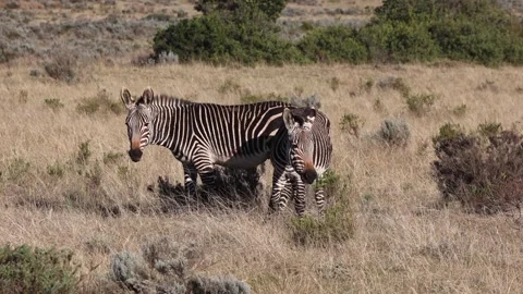 Two zebra eat grass and shrubbery on dry South Africa savanna Stock Footage 312590773