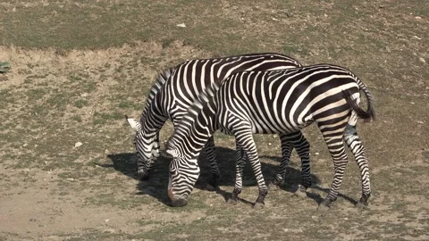 Two zebra grazing, eating grass Stock Footage 149024737