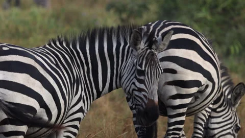 Two zebra grazing on grass in Uganda, Africa. Stock-Footage 248409717