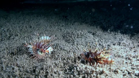 Two Zebra lionfish (Zebra turkeyfish), Dendrochirus zebra are fighting Stock Footage 89943059
