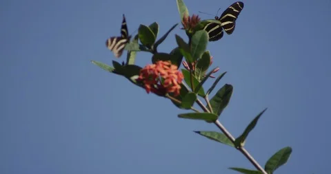 Two Zebra Longwing Butterflies flying around Stock Footage 87300375