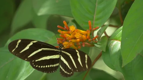 Two Zebra Longwing Butterflies Visit the Same Flower, 4K Stock Footage 66432695