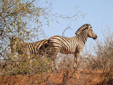Two zebra from low point of view standing in space South African bush on red  写真素材