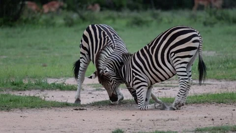 Two zebra stalions play fighting Stock Footage 324563961