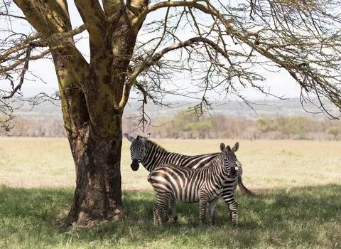 Two zebra stand under a tree in Kenya. Stock Photos