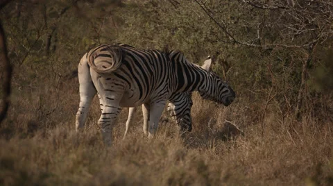 Two Zebra standing and eating grass Stock Footage 54054165