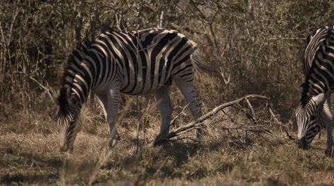 Two Zebra standing and eating grass Stock Footage 54054629