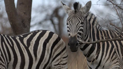 Two Zebra standing in the bush Stock Footage 54053544