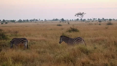 Two zebra walk through vast amber savanna grassland, establishing shot Stock Footage 336553268