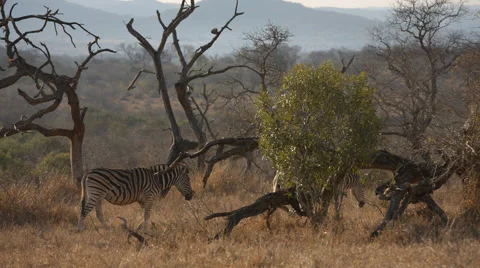 Two Zebra walking through the bush Stock Footage 53304841