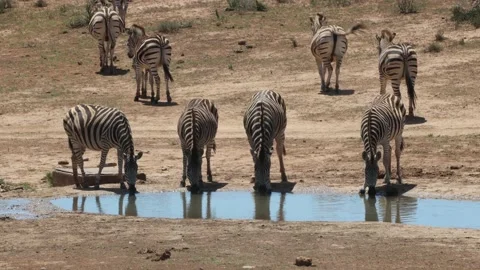 Two zebras in the Addo Elephant Park South africa Stock Footage 132926993