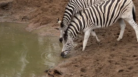 Two zebras are drinking at waterhole Stock Footage 245280970