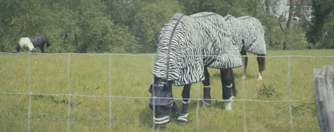 Two zebras are grazing in a field with a fence in the background Stock Footage 296095728