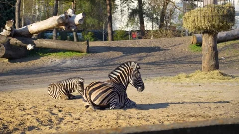 Two zebras are sitting on the lawn Stock Footage 332789696