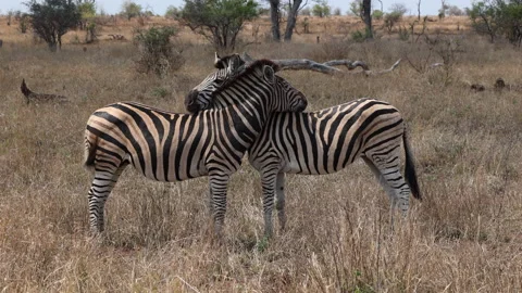 Two zebras are standing head to tail with each other in the African savanna. Stock Footage 219989378