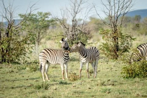 Two Zebras bonding in the grass. Stock Photos