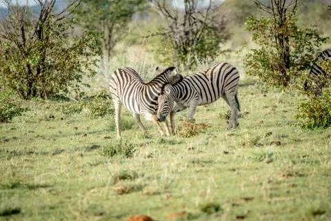 Two Zebras bonding in the grass. Stock Photos